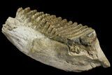 Fossil Stegodon Mandible with Molar - Indonesia #156723-2